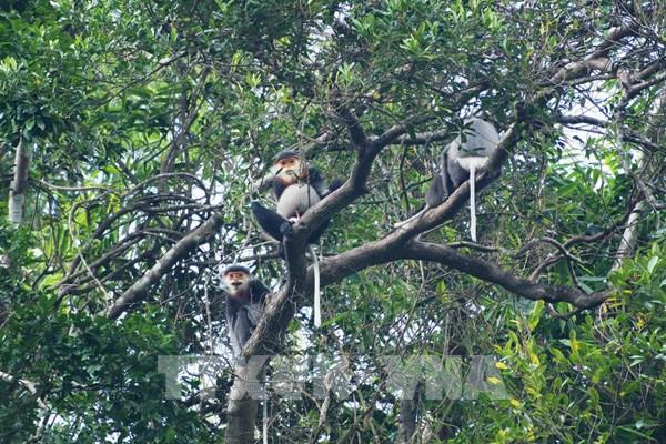 Voọc Chà Vá chân xám quý hiếm