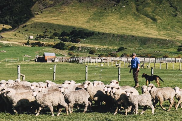 New Zealand sẽ là nước đầu tiên buộc nông dân trả tiền khí thải trong chăn nuôi 