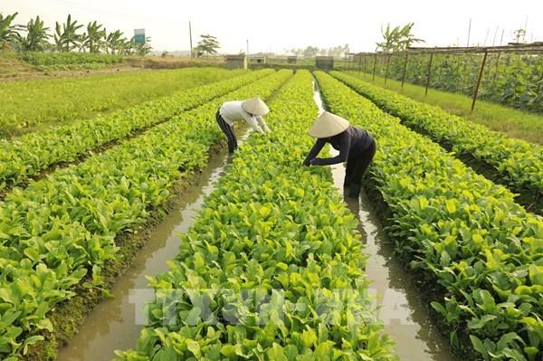 Vĩnh Phúc rau xanh khan hiếm, giá tăng cao sau mưa lũ