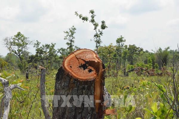 Vụ phá hơn 380 ha rừng tại Đắk Lắk: Kỷ luật hai lãnh đạo xã Ya Tờ Mốt