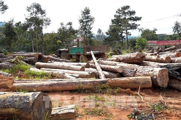 Phó Chủ tịch xã và 6 cán bộ bị khởi tố vì bảo kê lâm tặc phá rừng