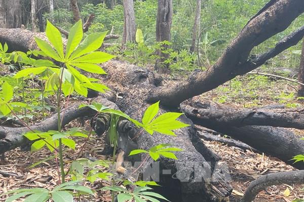 Bình Định xử lý nghiêm các trường hợp lấn chiếm đất rừng