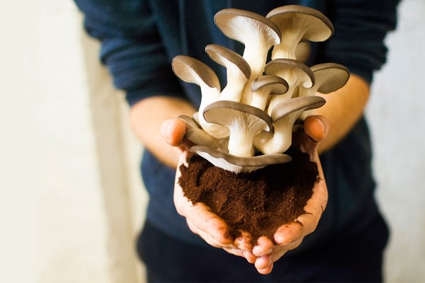 Sản xuất vật liệu cứng từ nấm thay thế nhựa