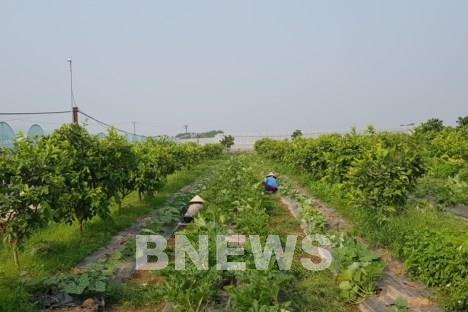 An Nhiên Foods với mô hình trồng rau sạch công nghệ cao “5 không”