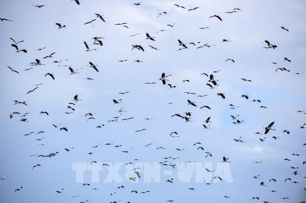 Xuất hiện đàn cò nhạn quý hiếm hơn 1.000 con di cư về Vườn quốc gia Lò Gò - Xa Mát
