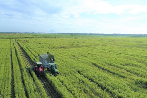 Vinamilk Green Farm- Mô hình trang trại bò sữa phát triển bền vững