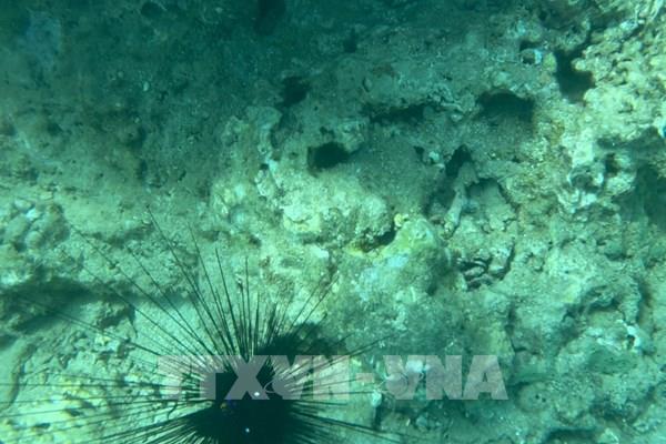 Khu bảo tồn vịnh biển Nha Trang - Bài 1: Suy giảm hệ sinh thái rạn san hô tại Hòn Mun