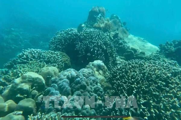 Khu bảo tồn vịnh biển Nha Trang - Bài 2: Giải pháp phục hồi, bảo vệ rạn san hô