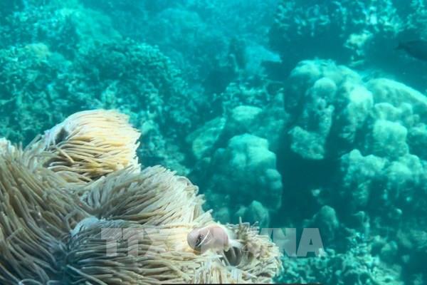 Suy giảm hệ sinh thái rạn san hô ở vùng lõi khu bảo tồn biển vịnh Nha Trang