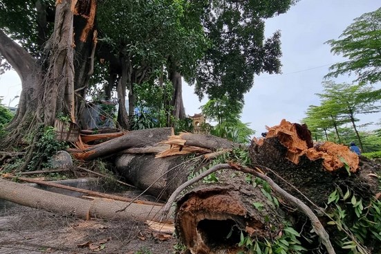 Hà Nội: Cành cây đa trăm tuổi bị gẫy gây ùn ứ giao thông đã được xử lý kịp thời