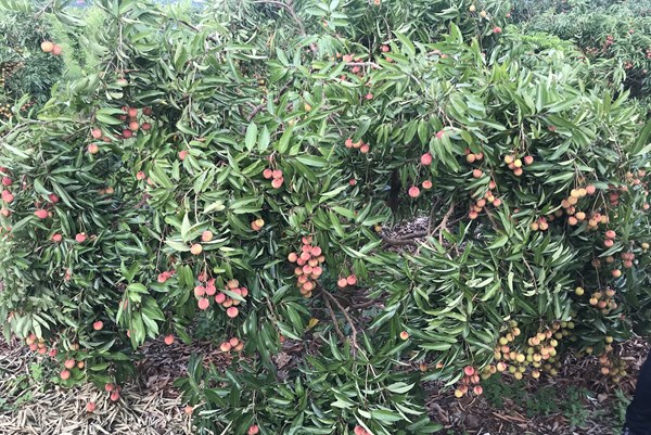 Phát động chương trình du lịch "Hương sắc mùa hè Lục Ngạn" năm 2022