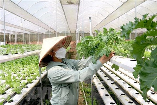 Mô hình quản lý chất lượng nông sản an toàn cho thu từ 300 triệu đồng/năm