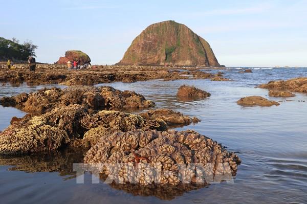 Phú Yên: Hệ sinh thái san hô Hòn Yến bị uy hiếp nghiêm trọng