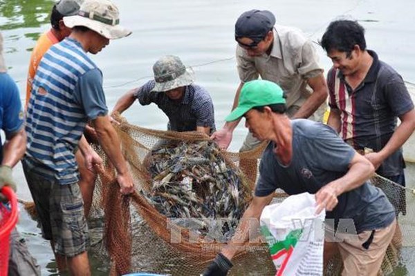 Thời tiết bất lợi gây thiệt hại hơn 1.000 ha tôm nuôi