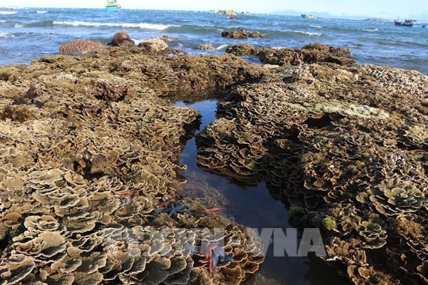 Hệ sinh thái san hô tại Hòn Yến bị suy giảm nghiêm trọng