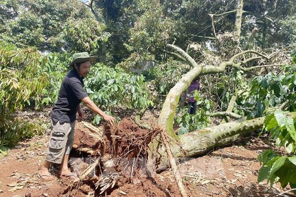 Mưa lớn kèm gió lốc làm bật gốc sầu riêng ở Đắk Lắk