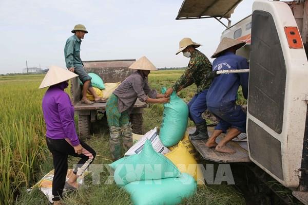 Nam Định được mùa lúa Xuân