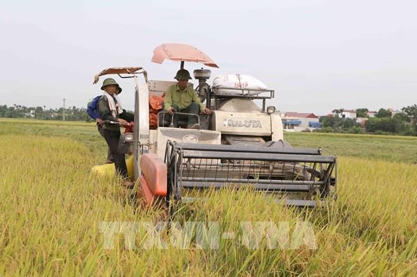  Nhiều tín hiệu mở ra với xuất khẩu gạo nửa cuối năm