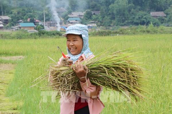 Lai Châu: Xây dựng và phát triển thương hiệu gạo tẻ râu Phong Thổ