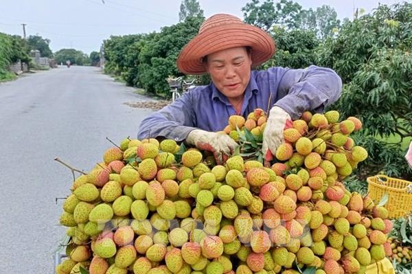 Vải trứng Hưng Yên được mùa, được giá