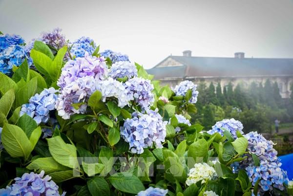 Sắc hoa Cẩm tú cầu trên đỉnh Mẫu Sơn