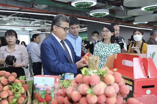 Vải thiều thu mua tại vùng trồng xuất khẩu cao hơn thị trường 20-25%