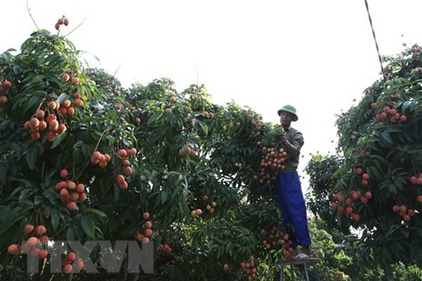 Hải Dương đưa vải thiều Thanh Hà đến các tỉnh, thành phố lớn