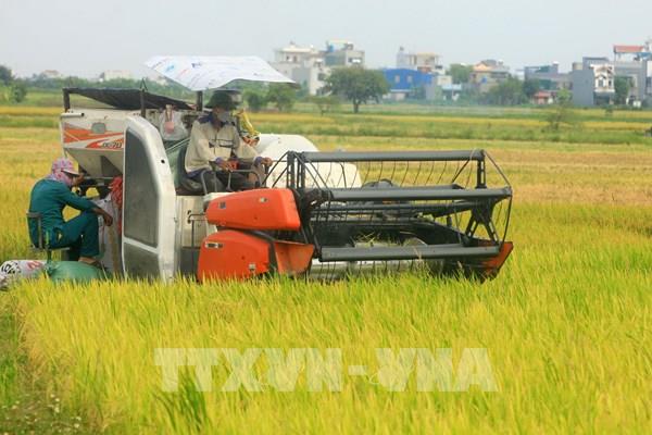 “Quê hương năm tấn” xây dựng thương hiệu và khẳng định vị thế lúa gạo