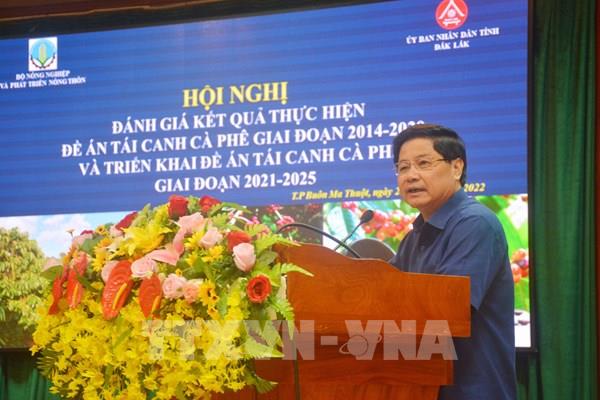 Rà soát diện tích cà phê già cỗi để tái canh và ghép cải tạo