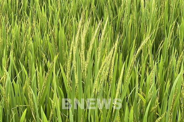 Nguyên nhân dẫn đến gần 1.800 ha vụ Đông Xuân bị nhiễm lúa cỏ