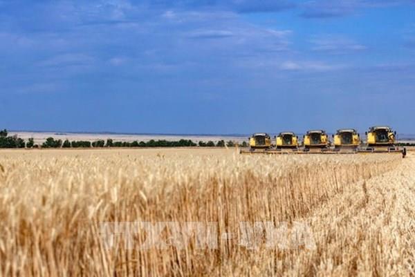 Thị trường nông sản tuần qua: Giá ngô và đậu tương tăng, giá lúa mỳ giảm