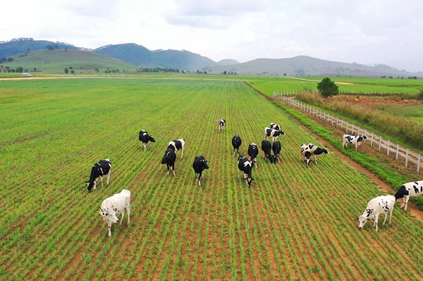 Vinamilk lọt Top 5 cổ phiếu đáng quan tâm ở Đông Nam Á 