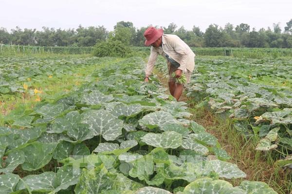 Giá rau màu thực phẩm tăng cao