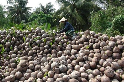 Giá dừa khô ở Trà Vinh giảm mạnh
