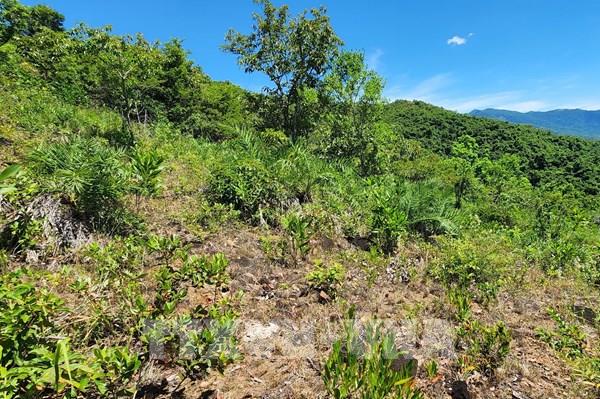 Xử lý các vụ vi phạm về phá rừng, lấn chiếm đất lâm nghiệp còn chậm