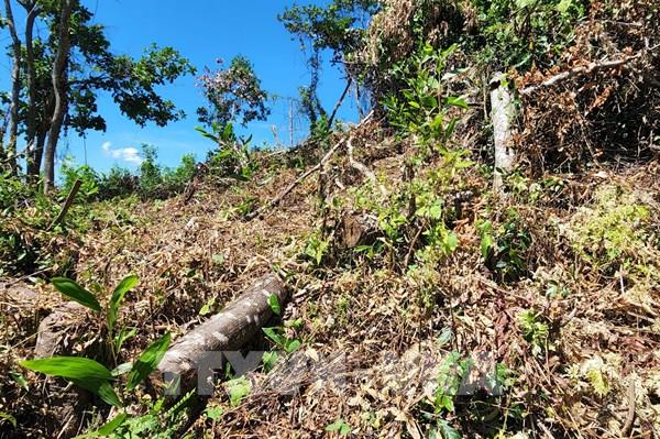 Bình Định yêu cầu xử lý vụ lấn chiếm đất rừng, phá rừng tại huyện Phù Mỹ