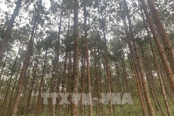Đề xuất gỡ khó cho công ty lâm nghiệp khi bị ngừng khai thác trắng rừng trồng