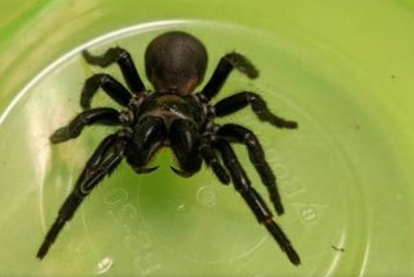 Thuốc điều trị nhồi máu cơ tim từ nọc của loài nhện độc nhất ở Australia