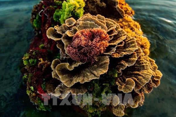 Vẻ đẹp của những rạn san hô hình thành trên trầm tích núi lửa Hòn Yến