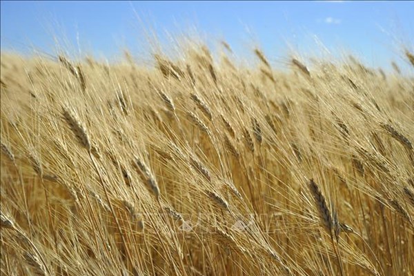 Thị trường nông sản tuần qua: Giá gạo Ấn Độ tăng do nguồn cung hạn hẹp