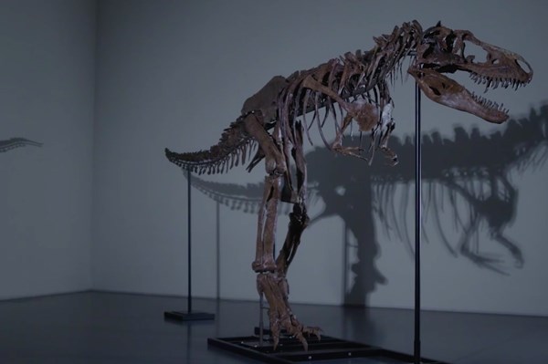 Đấu giá hóa thạch có niên đại 77 triệu năm của khủng long Gorgosaurus