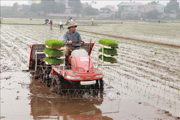  Hà Nội chú trọng phát triển các mô hình ứng dụng mạ khay, cấy máy quy mô