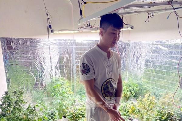 Bắt đối tượng bán cần sa tự trồng ở Quảng Ninh