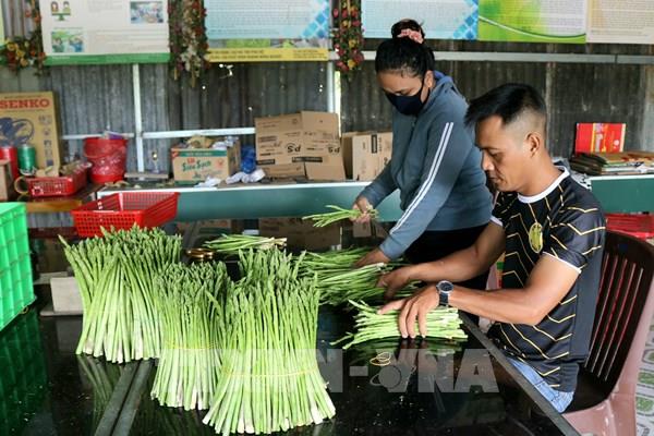 Hiệu quả từ những mô hình liên kết tiêu thụ nông sản tại Ninh Thuận
