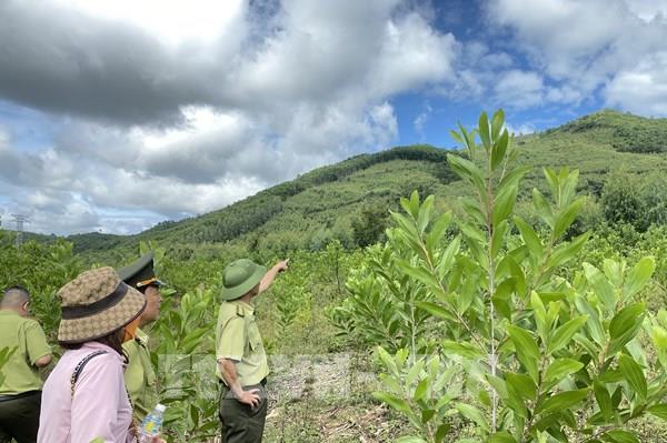 Bình Định: 11,51 ha rừng quy hoạch tại huyện Phù Mỹ bị phá và lấn chiếm