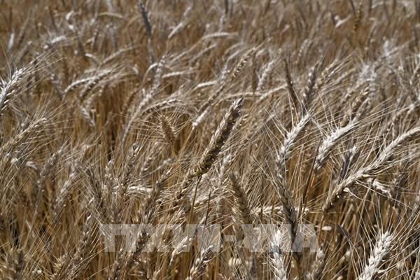 Nga, Ukraine nhận định khả năng đạt được thỏa thuận về xuất khẩu ngũ cốc