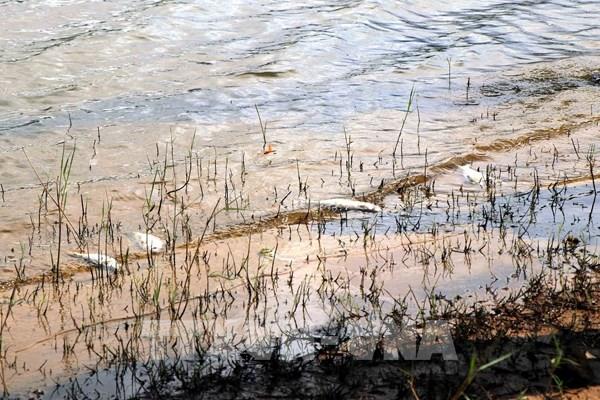 Cá chết hàng loạt ở hồ Khe Lang, Hà Tĩnh