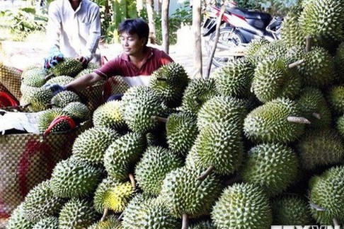 Sầu riêng tại miền núi Khánh Hoà được giá