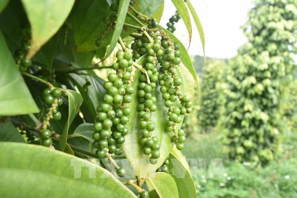 Khẳng định thương hiệu “Hồ tiêu Chư Sê” trong giai đoạn mới