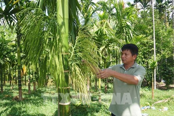 Chuyên gia cảnh báo tình trạng ồ ạt trồng cau tại Bến Tre